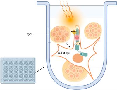 Compartmentalised cAMP signalling in the primary cilium